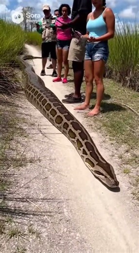 20-Foot Python in the Everglades 😱