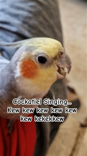 Cockatiel Singing Kew kew #cockatielsinging #cockatiel #birdsong #trending #cocktails #viral #yt