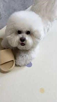 Little Bichon Frises are full of energy#It was the first time I felt that dogs were so clo