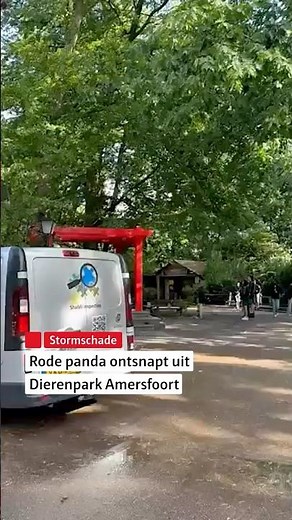 Rode panda ontsnapt na storm #amersfoort #dierenpark #rodepanda