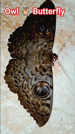 Owl Moth #Large Eyespots#15 cm butterfly #insects #animals #bus