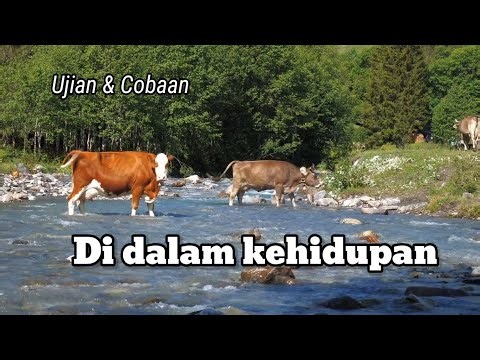 Ujian || cobaan hidup