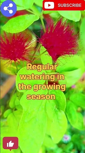 #how to care powder puff plant, powder puff plant‪@naturalenvironment331‬