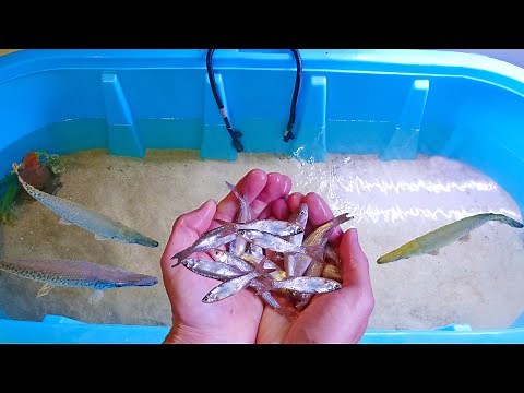 25 Shiners Vs. Hungry Alligator Gar!