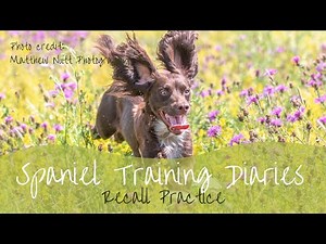 Gundog Training - Recall Exercises