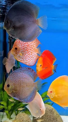 The Most Beautiful Aquarium Fish