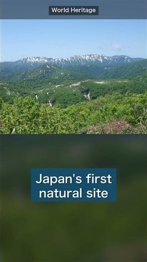 shirakami-Sanchi: Japan's First World Heritage & Its 8,000-Year-Old Virgin Forest