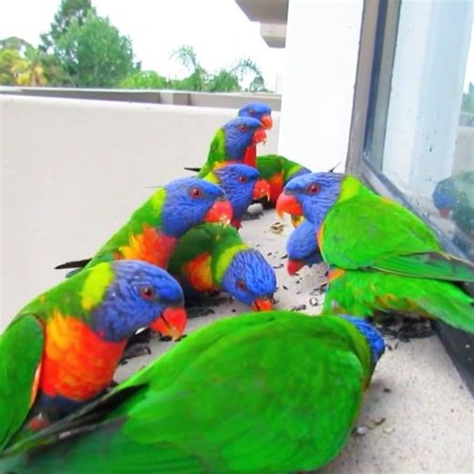Australian rainbow lorikeet sunflower seed feeding frenzy | Wild BIRDS