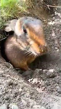 #Rabbits digging a hole.