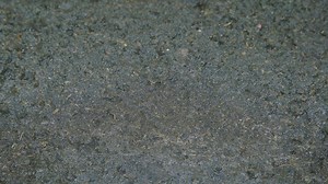 Time-lapse of growing grass - Free Stock Video