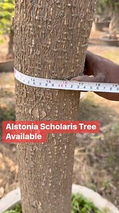 alstonia scholaris fragrance flowers tree plants available 923457858830 #gardening #naturelovers #naturelover #rose #ACCOUNTMANAGEMENT #plants #indoorplantsdecor #fruits #trees #Fragrance | Dogar Online Nursary and Kitchen Gardening Shop