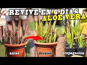 How to REVIVE or RECOVER an ALOE VERA in 6 days + TRANSPLANT without TRICKS