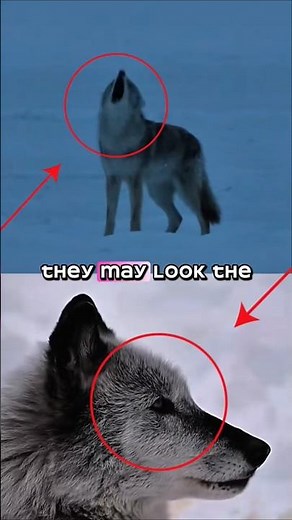 Same Howl, Different Hustle: Coyote vs. Wolf 🐺🦊 #animals #facts #wildlife #shorts