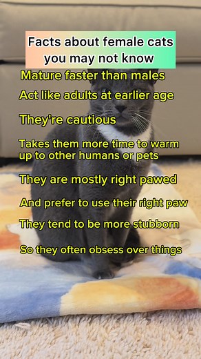 Do you have a female cat? #Femalecat #fblifestyle #catsoffacebook #cats | purrfectinfluencer