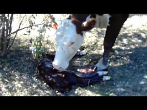 cattle video # 6 Normal birth from beginning to end.