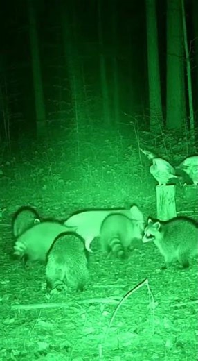 Weird Night Creatures Caught on Camera