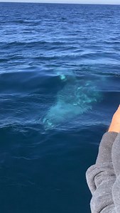 The gray whale migration has begun! Every year, gray whales travel up to 12,000 miles round-trip between Alaska and Baja — one of the longest migrations of any mammal on Earth. Now is the time to spot them cruising by our coast! Join us on the water for more experiences like this and keep your eyes peeled for spouts, flukes, and adorable calves by mom’s side. 🐋 #GrayWhaleMigration #LongestMigration #GrayWhaleSeason #WhaleWatchingCalifornia #DanaPointWhaleWatching MarineMammals NatureLovers Vide