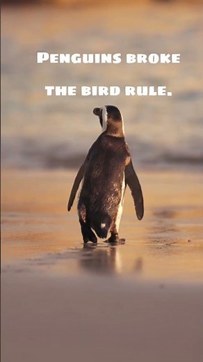 Penguins Have Solid Bones! 🐧 #penguins #naturefacts