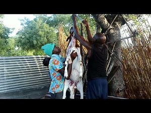 How to SLAUGHTER & BUTCHER a goat at home : No Equipment Needed Only knive