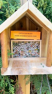 How cool is it to watch leafcutter bees buzz in and out of their nesting tubes? 🐝 But do you know WHAT they're actually doing? Those busy flyers are female leafcutter bees hard at work! Each trip, they bring back leaf cuttings to line their nesting tubes 🍃 These leafy layers form cozy cocoons where they’ll lay their eggs, creating safe little nurseries for the next generation of pollinators! While you’re watching, keep an eye on their bellies—all that yellow is pollen! 🌼 Leafcutter bees have 