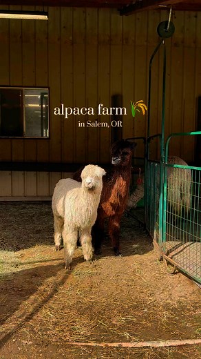 Happy National Farm Animal Day! 🐄🐓 Celebrate by visiting Briarwood Acres, just 15 mins from downtown Salem for a farm tour with owners Bob and Kolette. They are home to the Suri alpacas, an alpaca known for its strong and lustrous fibers. Meet some alpacas (and llamas), shop, and learn more about the iconic animals! Farm animals are essential to Salem’s rich agricultural heritage, supporting local food systems and farming traditions. Plan your visit to a local farm in Marion County and Polk Co