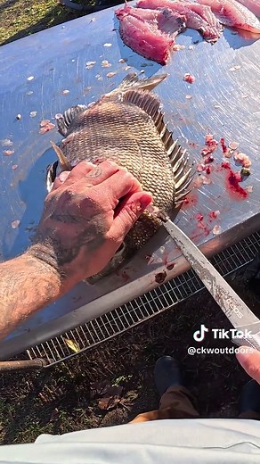 How to clean a sheepshead #fishing #sheepshead #kayakfishing #foryou #foryoupage