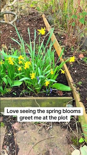 Beautiful Spring Blooms in the Garden & Allotment 🌸 Signs That Spring Has Arrived