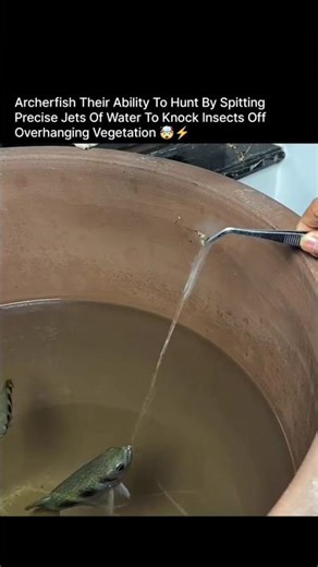 This post captures the fish shown is an Archerfish specifically appearing to be a species#archerfish