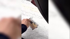 A mouse makes an unsuccessful return to the wild