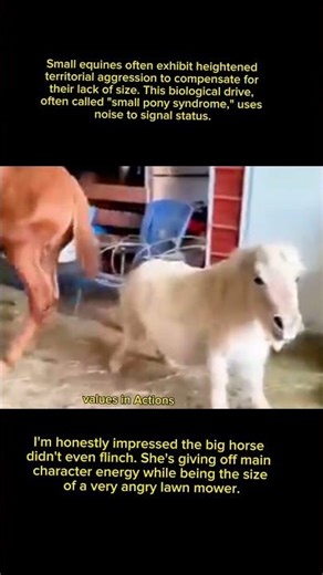😱🐴 This Mini Pony Means Business! #AnimalComedy #WildAndCute #ViralVideo