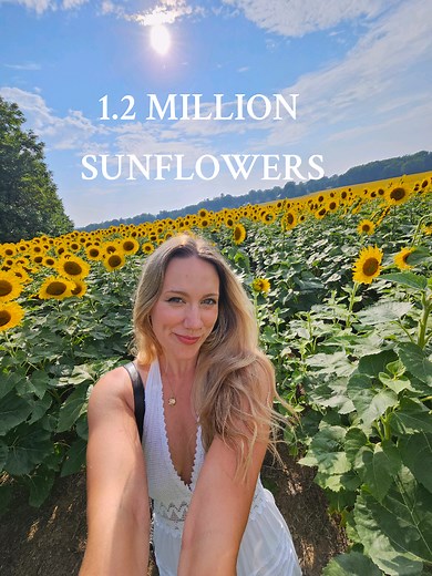 1.2 Million Sunflowers in Girard PA: A Must-See Field