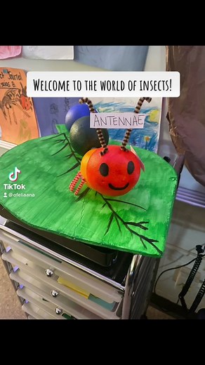 Second grade #CKLA insect unit. The scholars had a blast! #cklaamplify #teachersoftiktok #teacher #insects #teacherlife #teachertok