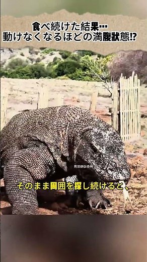 食べ続けた結果… 動けなくなるほどの満腹状態!? #野生動物 #コモドドラゴン #捕食 #自然の法則 #サバンナ