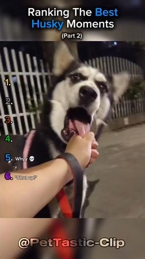 Ranking The Best Husky Moments (Part 2)