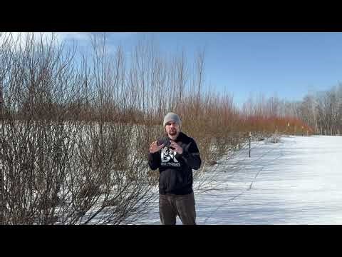 How Many Cuttings Do You Need For Your Project?