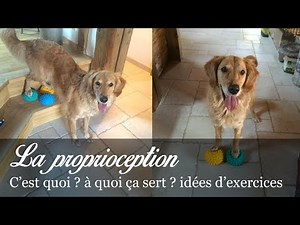 FAIRE DE LA PROPRIOCEPTION AVEC SON CHIEN !