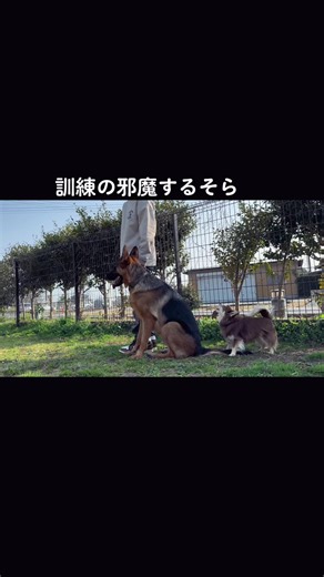 犬のいる生活: チワワとシェパードのしつけ法