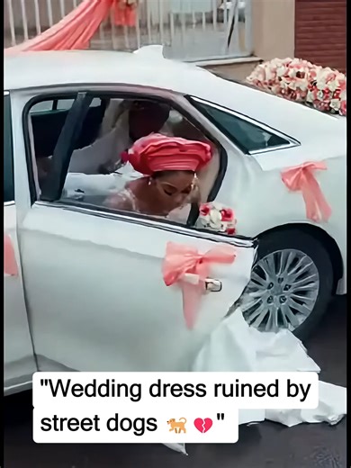 Wedding Dress Disaster: A Tale of Street Dogs