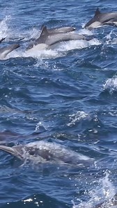 88K views · 4.5K reactions | Beautiful dolphins...  . #dolphin #dolphins #ocean #sea #nature #whale #cetacean #seaworld #animals #dolphinlove #wildlife #orca #killerwhale #love #photography #marinelife #bottlenosedolphin #whales #cetaceans #underwater #animal #seaworldorlando #seaworldcares #dolphinwatching #dolphintale #sealife #oceanlife #orcas #dolphinproject #travel | Pamela Rosa | Facebook