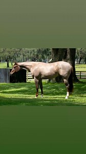 She’s available: Coded In Crimson VS CODE RED x RL Best Of Sudden daughter two year old filly bred by NMOTION EQUESTRIAN LLC#highpointperformance #nmotionequestrian #nmotionbred #aqha #nsba #premiersires #supersires Chandler M Marks | Chandler M Marks