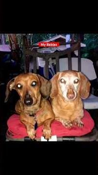 “Good Ol’ Dogs & God” | Family Fur Baby Slideshow | Man's Best Friend 🐕🐶🙏 @pryorandlee