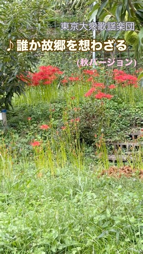 ♪#誰か故郷を想わざる #東京大衆歌謡楽団 秋彼岸花と野菊