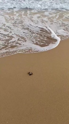 Discover Baby Turtles Hatching in Cyprus