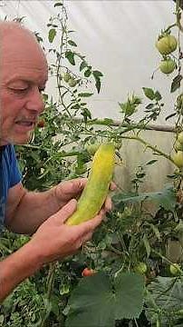 How to grow cucumbers? When to sow them?