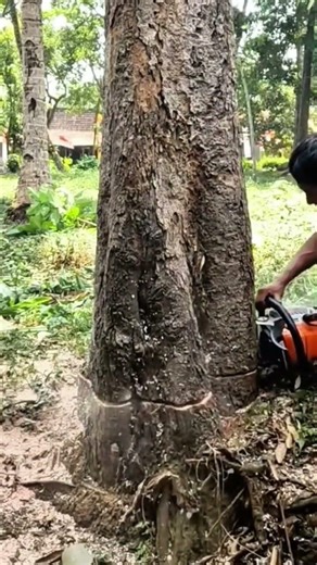 Cutting a large tree trunk using a powered chainsaw #shorts