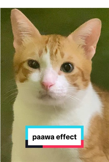 Cute Ginger Cat's Adorable Moments on TikTok