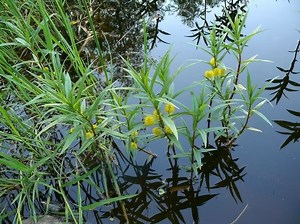 Lysimachia thyrsiflora - Alchetron, The Free Social Encyclopedia