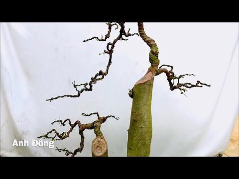 Cách làm cây bonsai từ cây phôi bình thường nhất