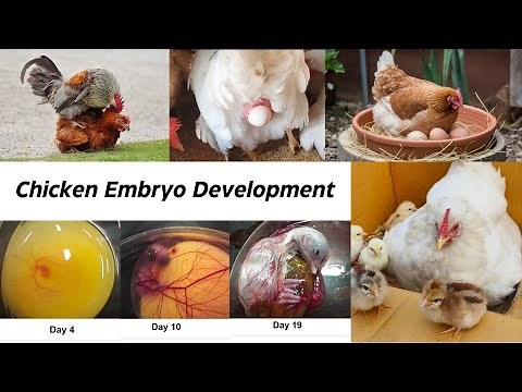 Chicken Embryo Development Day By Day