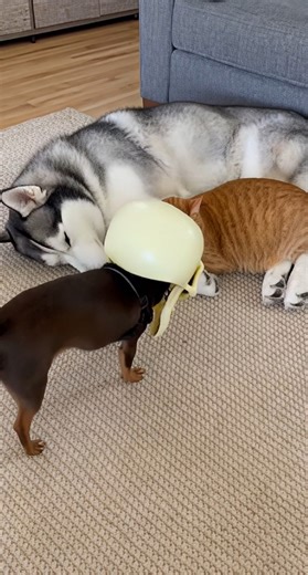 Chihuahua sent the cat in the air while Husky was confused how to act to the situation 😂😂 | Tiny Paws and Pranks